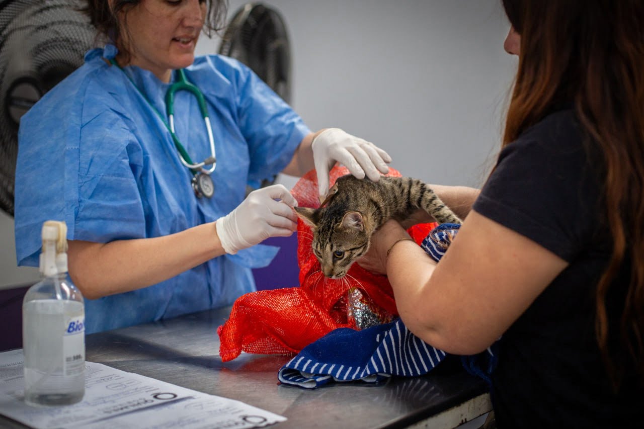 Nuevo megaoperativo de castración y vacunación antirrábica en Quilmes