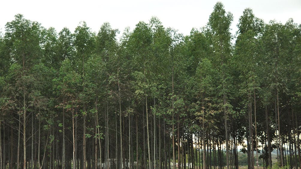 Una escapada al vivero más grande de la provincia de Buenos Aires