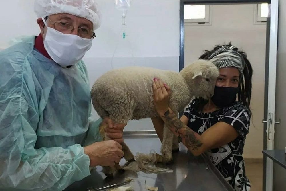 El Hospital Municipal de Zoonosis de Escobar, no solo salva vidas de perros y gatos