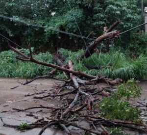 Temporal en Florencio Varela, Quilmes y Berazategui: Árboles caídos y acumulaciones de 80 mm de agua
