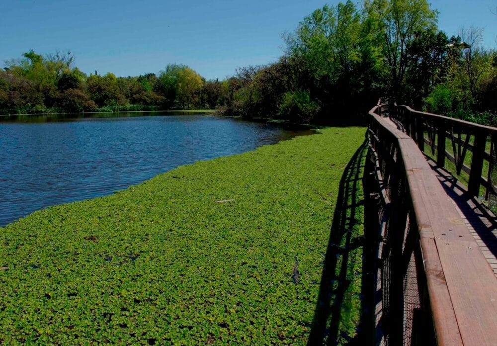 Reserva Ecológica: Un oasis verde en la costa de Vicente López